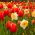 Hoa tulip đỏ và hoa thủy tiên trắng - bộ 50 mảnh - 