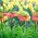 มงกุฎแดงและ jonquil - 18 ชิ้น - 