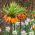 Oranje kroon imperiale en witte narcis - 18 st - 