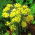 Allium moly - csomag 20 darab