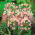 Allium Roseum - pakket van 20 stuks