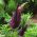 Dragon lily - Dracunculus vulgaris; dracunculus umum, naga arum, arum hitam, voodoo lily, lily ular, bau lily, naga hitam, lily hitam, dragonwort, ragons