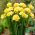 Freesia Single Yellow - 10 bulbi