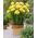 Freesia Single Yellow - 10 bulbi