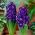 Giacinto - Blue Magic - pacchetto di 3 pezzi - Hyacinthus