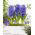 Hyacint-slægten - Blue Pearl - pakke med 3 stk. - Hyacinthus