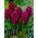 Jacinto - Woodstock - paquete de 3 piezas - Hyacinthus