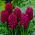 Jacinto - Woodstock - paquete de 3 piezas - Hyacinthus