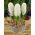 Hyacinthus Aiolos - Hyacinth Aiolos - 3 bulbs