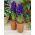 Giacinto - Blue Magic - pacchetto di 3 pezzi - Hyacinthus