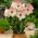 Hippeastrum Apple Blossom - βολβός / κόνδυλος / ρίζα