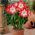 Amaryllissläktet - Minerva - Hippeastrum