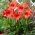 Hippeastrum - amaryllis - Orange souvereign