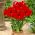 Amaryllissläktet - Red Lion - Hippeastrum