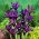 Våriris - Purple Gem - paket med 10 stycken - Iris reticulata
