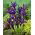 Våriris - Purple Gem - paket med 10 stycken - Iris reticulata