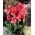 Kannat - Orchid - Canna