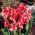 Kannat - Orchid - Canna