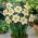 Narcissus - Flower Record - pacchetto di 5 pezzi