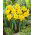 Narcissus Unsurpassable - Daffodil Unsurpassable - 5 bulbs