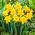 Narcissus Unsurpassable - Daffodil Unsurpassable - 5 bulbs