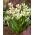 Erythronium - White Beauty