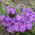 Crocus Remembrance - groot pakket! - 200 stuks - 