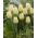 Tulipa Cheers - Tulip Cheers - 5 bulbs