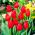 Tulipán Hollandia - csomag 5 darab - Tulipa Hollandia