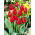Tulipán Hollandia - csomag 5 darab - Tulipa Hollandia