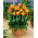 Tulipa Orange Princess - Tulip Orange Princess - 5 bulbs