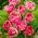 Tulipa Upstar - Tulip Upstar - 5 bulbs