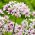 Allium Cameleon - 5 bulbi