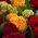 Tuppkam - Celosia argentea var. cristata - Värmetålig, flerfärgad charm - Färska frön
