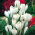 Crocus Jeanne d'Arc - paket besar! - 200 pcs - 