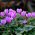 Cyclamen Neapolitanum