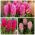 Hyacint - Rode en roze set - 27 st - 