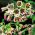 Allium siculum - pakke med 5 stk