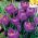 Crocus, Krokus Flower Record - 10 Zwiebeln