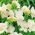 Freesia Double White - 10 bulbi