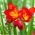 Freesia - Single Red - paquete de 10 piezas