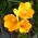Freesia Single Yellow - 10 bulbi
