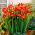 Freesia - Single Red - paquete de 10 piezas