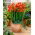 Freesia - Single Red - paquete de 10 piezas