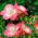 Freesia Single Pink - 10 bulbi