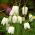 Mocsári kockásliliom - Alba - csomag 5 darab - Fritillaria Meleargis Alba
