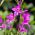 Gladiolus Byzantinus - 10 květinové cibule