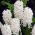 Hyacint - Carnegie - pakket van 3 stuks -  Hyacinthus orientalis
