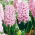 Almindelig hyacint - Fondant - pakke med 3 stk -  Hyacinthus orientalis