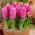 Jacinto - Pink Pearl - pacote de 3 peças -  Hyacinthus orientalis 